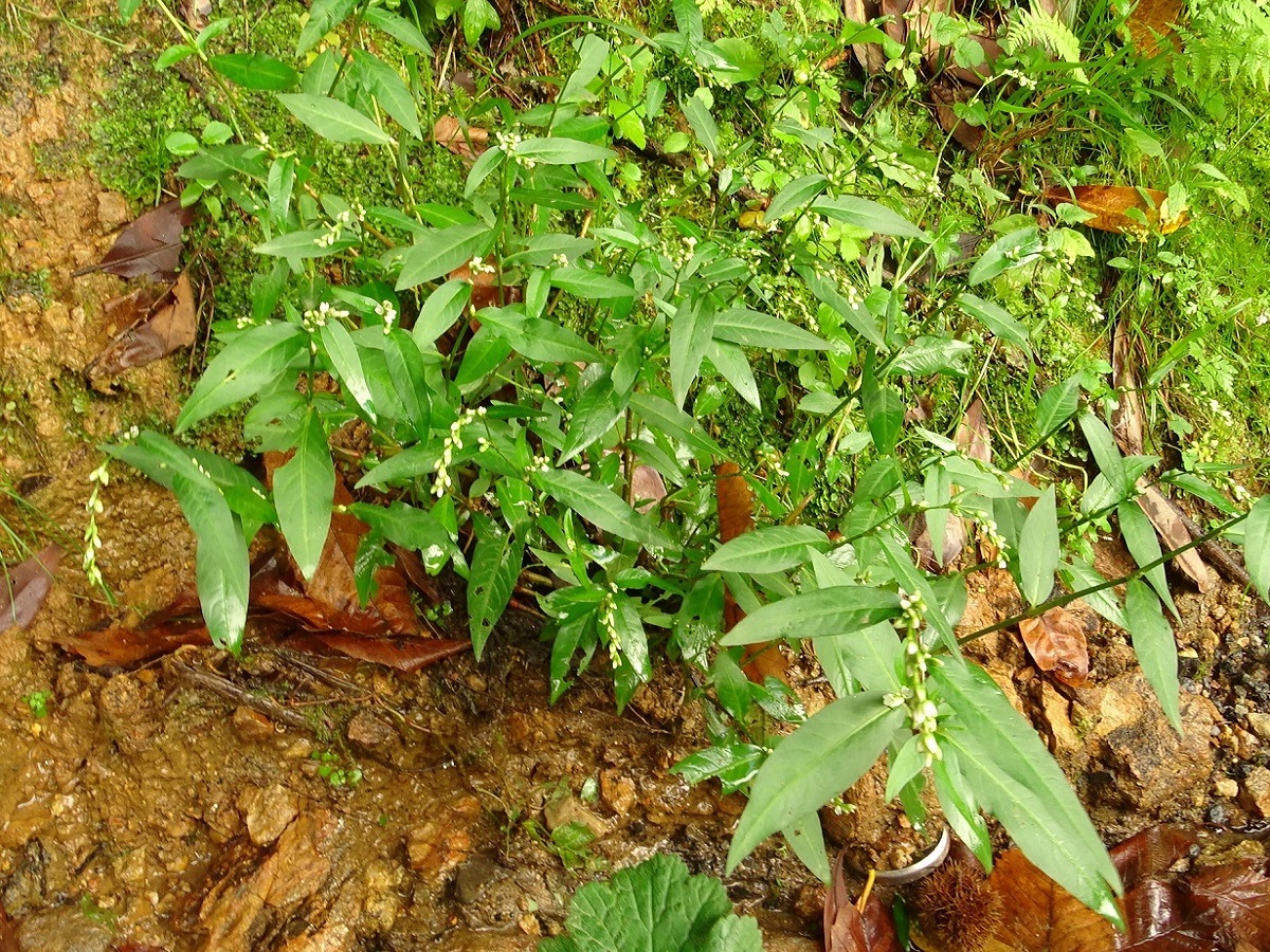 Persicaria mitis (Polygonaceae)